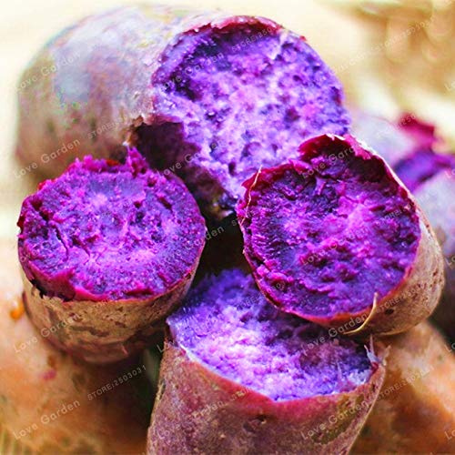 Graines de légumes de patates douces fraîches à planter violettes paquet de 100 graines