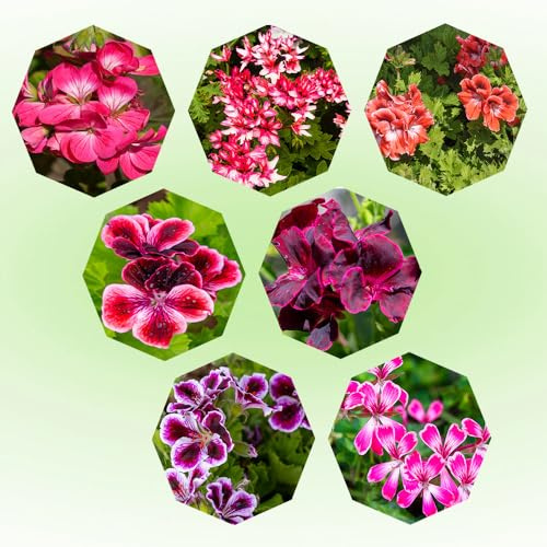 semillas de geranio perenne - primavera de interior exóticas Resistentes trepadoras 100pcs