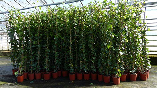 gruenwaren jakubik 50 Stück Efeu Hedera helix 180-200 cm Pyramide Säule winterhart Kletterpflanze Hecke Sichtschutz blickdicht