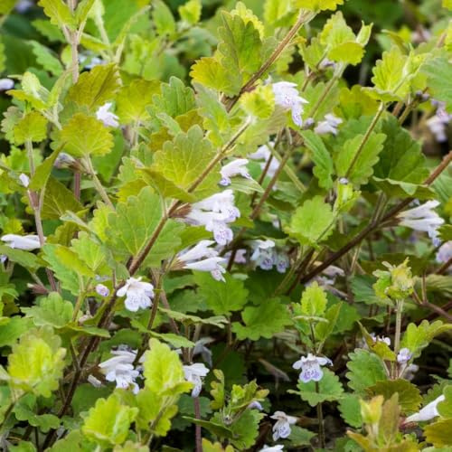 Semillas de hiedra terrestre - jardín de semillas variedades antiguas verano orgánico resistentes para jardines rocas resistentes balcón 450pcs