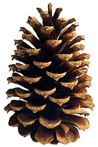 DKKRRNT PineCones Tall Bulk Package All Natural,Real Preserved Pine Cones Big Pinecones and Perfect Natural Pine Cones for Christmas Hanging Ornaments Bowl Vase Fillers (4.3-5.9 in(12pcs))