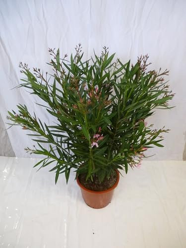 [Palmenlager] - XL Oleander 120 cm - Strauch - PINK - Pot 34 cm Ø - Nerium oleander - mediterrane Pflanze