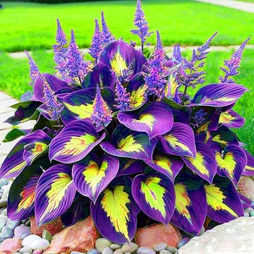 200pcs Non-GMO Giant Hosta Seeds - Easy-Grow Shade Perennial, Extra Large Foliage Plant for Outdoor Gardens, Borders & Courtyard Landscaping