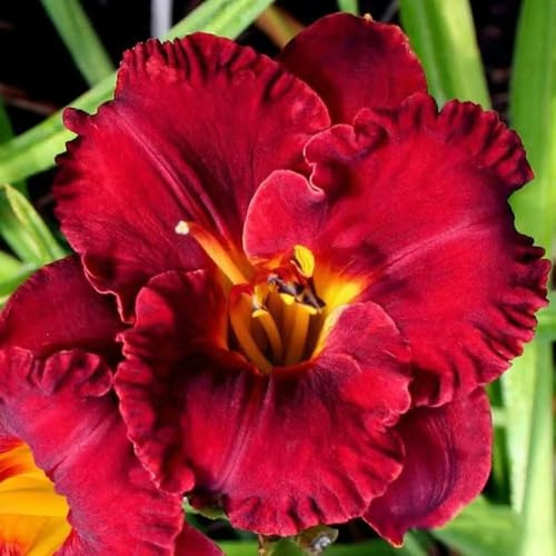 taglilien winterhart mehrjährig blumenwiese - Hemerocallis middendorffii bonsai gartenpflanzen pflanztopf stauden winterhart mehrjährig 40samen