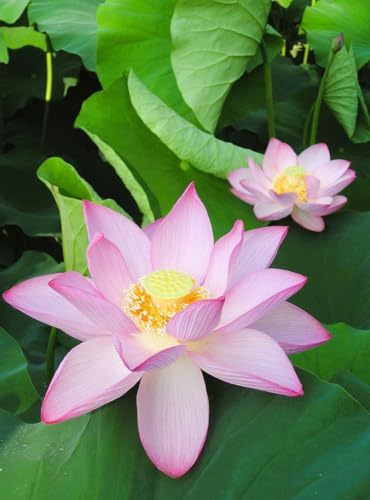 12 Semillas de Nelumbo nucifera (Loto Sagrado) – Planta Acuática Ornamental de Flor Exótica – Ideal para Estanques, Jardines Acuáticos y Cultivo Decorativo