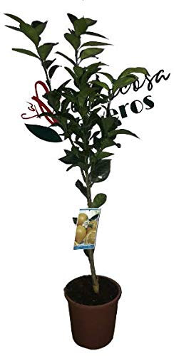 Naranjo - Maceta 25cm - Altura total aprox. 1'20cm. - Planta viva - (Envíos sólo a Península)