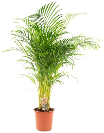 Trendyplants – Areca Palme – Palma d'oro – Pianta d'appartamento – Altezza 120 – 140 cm – Dimensioni vaso Ø 24 cm