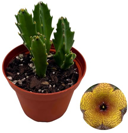 BubbleBlooms Stapelia gigantea, Giant Starfish Flower, Rare Huernia, Zulu Carrion Giant Plant, 4 inch Pot