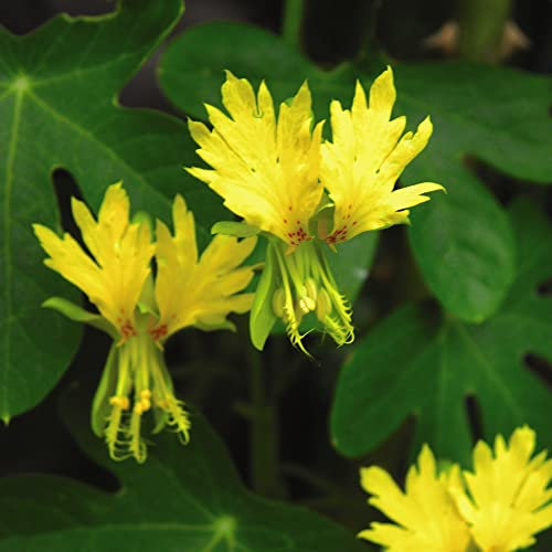 Canary Creeper, Tropaeolum canariense peregrinum Climbing Half-Hardy Annual Yellow Blooms Maple-Like Foliage Easy To Grow Your Own Outdoor Garden Flower Plant (Approx. 15 Seeds) by Thompson and Morgan