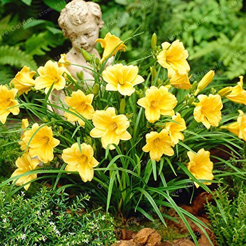 Semi: 50 pc/Sacchetto Hemerocallis Bonsai Tawny Daylily Vaso Ricco Giardino piantato Piante da Fiore Bonsai del Fiore Pot Regalo: 11