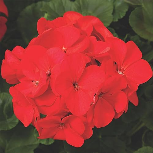 Park Seed Maverick Red Hybrid Geranium Seeds – Large Fire-Red Flowerheads on Compact, Heat-Resistant Pelargonium for Containers, Window Boxes & Garden Beds, Easy to Grow Annual – Pack of 100