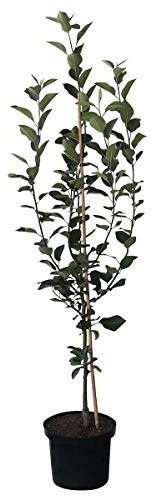 Roter Gravensteiner Buschbaum zweijähriger kräftiger Apfelbaum 110-140 cm 10 Liter Topf Unterlage M7