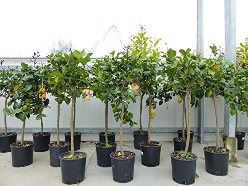 gruenwaren jakubik Zitrus Zitronenbaum Zitrone Citrus limon 120-140 cm Zitruspflanze