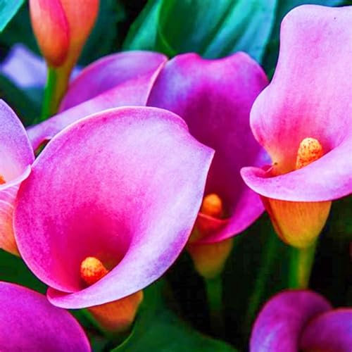 Calla Lily Bulbs-Calla Lily Bulbs UK Calla Lily Plant Calla Lily Bulbs for Planting Now UK,Garden Flowers,Plant Bulbs,Hardy Perennial,Wedding Flowers-10bulbs-d