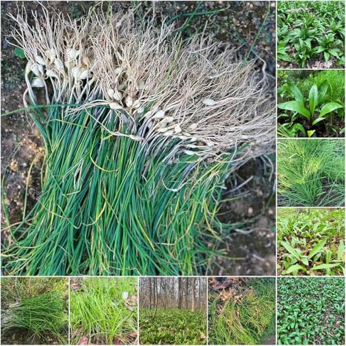 semillas de ajo silvestre - de balcón jardín rocas resistentes semillas para balcones - Serie Raras ajo 350pcs