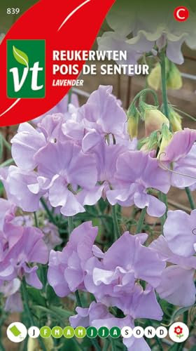 Sweet Pea Lavender Seeds - Flowering Vine with a Very Pleasant Fragrance