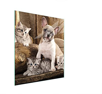 DarHaus Herdabdeckplatte einteilig 45x52 cm Ceranfeld Abdeckung Glas Spritzschutz Abdeckplatte Glasplatte Herd Ceranfeldabdeckung Deko, Katze Hund