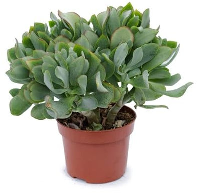 Crassula Arborescens Curly | DECOALIVE | Planta Suculenta Natural para Interior y Exterior | Crasa Rizada