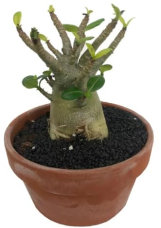 Planta Natural Baobab Adenium, 20-25 cm, Segura Garden | Suculenta, Planta del Desierto, Rosa del Desierto, Flores Vibrantes, Tronco Engrosado, Ideal para Climas Cálidos