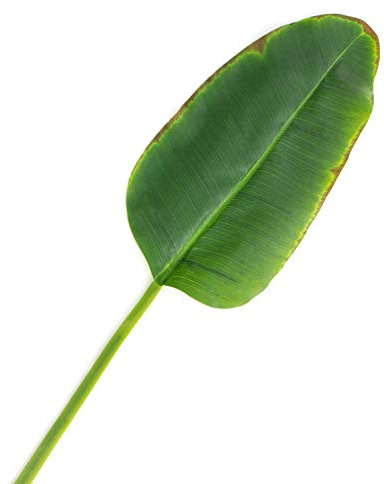 artplants.de Feuille de bananier Artificielle Yumi, 95cm | Feuillage Artificiel - Grande Feuille Verte Artificielle
