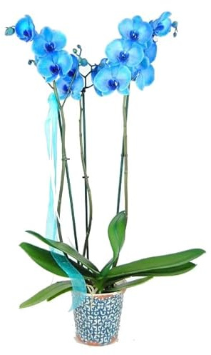 DECOALIVE Phalaenopsis Azul PREMIUM Planta Natural Orquídea Flor Color Azul