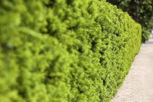 Taxus media 'Hicksii' 30-40 cm – Winterhart, Immergrün & Pflegeleicht – Bechereibe – Heckenpflanze für Garten & Sichtschutz