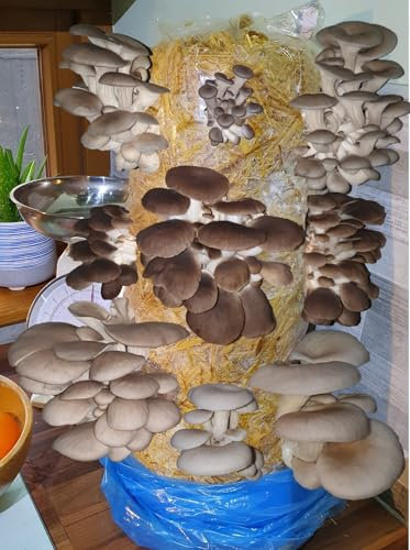 Foragers Table - Mushroom Growing Kit, Ideal for hobbyist & Beginners, XL 1Meter Mixed Log, Easy & Fast Mushroom Grow Kit, Includes Voucher to Claim Living Spawn Separately for Better Yield & Gifting