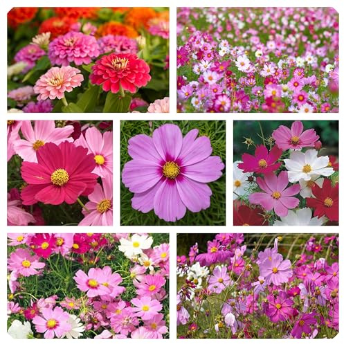 Miscuglio Semi di Fiori Rosa attrattivi per api e Farfalle, Miscela di fiori per Aiuole, flower seeds for butterflies 8 g.