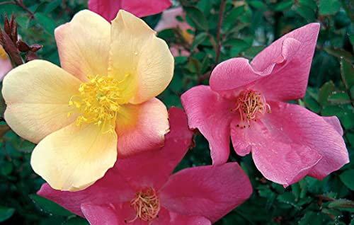 Rosa cinese Rosa chinensis mutabilis pianta di rose in vaso ø19 cm h 30/40 cm Vivaio di Castelletto