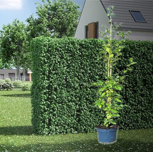Hecken Helge/Hainbuche / 150-175 cm / 9 Stück / 3 Meter
