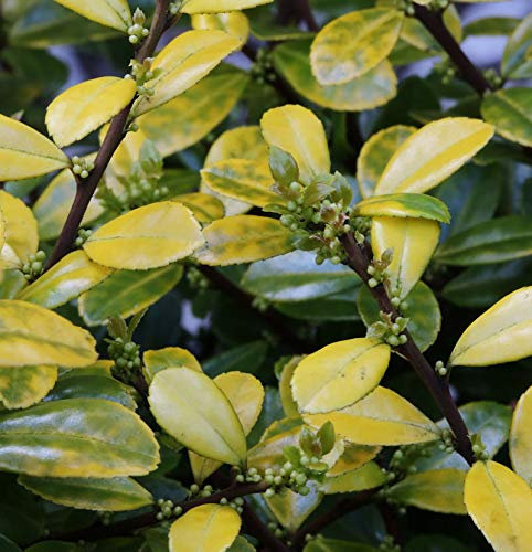 Bergilex Stechpalme Golden Rock® 50-60cm - ilex crenata