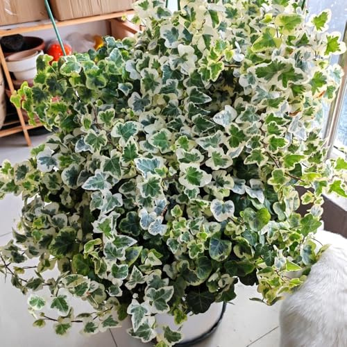 semillas de hiedra, resistentes para balcones Semillas de hiedra de rápido crecimiento - regalos sostenibles semillas de regalos 80pcs