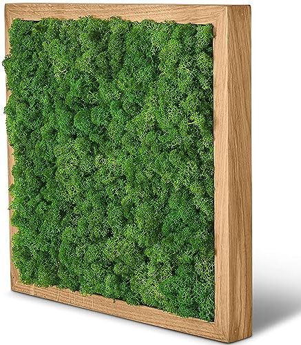 naturewalls Moosbild Islandmoos - Pflanzenbild Vollholz-Rahmen - XXL - Eiche | 25 x 25 cm
