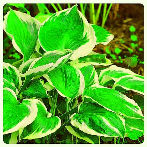 Hosta Bulbs Garden Crop for Planting Now UK Strong Plants That Grow Well Mix Golden Jade Carving Feels Beautiful Now Mixed