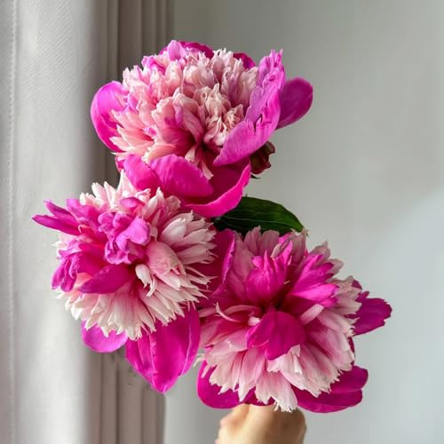 Las peonías bulbos resistentes silvestre ación temprana peonía decorativa para jardín rara 4pcs