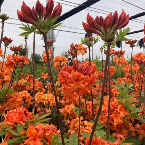 semi di rododendro, semi di azalee, Le da giardino sono rare, semi di campo da balcone resistenti 50pcs