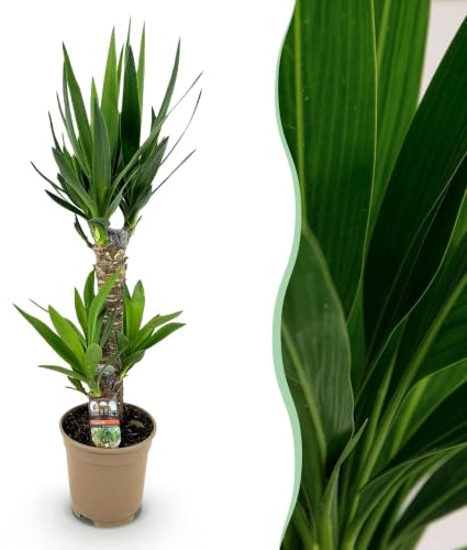 Green boutiQ - Plante d'intérieur - Yucca elephantipes - Yucca - Peu d'entretien - Vert - 1 - Pot 17cm - Hauteur 75cm