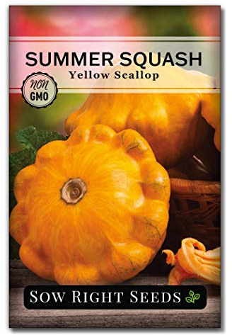Sow Right Seeds - Yellow Scallop Squash Seed for Planting - Non-GMO Heirloom Packet with Instructions to Plant a Home Vegetable Garden, Traditional Summer Variety - Tasty Mini Squash (1)
