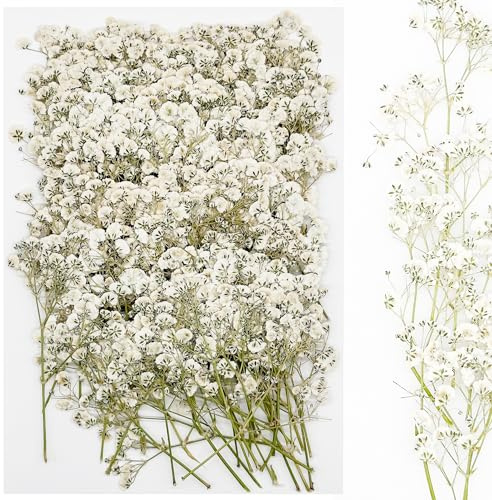 Cayway 120 Pz Fiori Secchi per Resina, Fiori Celesti Naturali Pressati Fiori Pressati Secchi, Fiori Secchi Naturali per Candele Fai Da Te Gioielli Resina Partecipazion