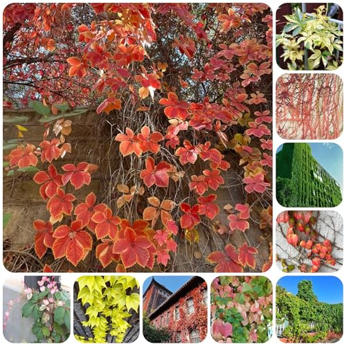 semi resistenti di vite selvatica, rampicante sempreverde resistente di vite americana, sospese, viticci per decorazioni di recinti parete verde, decorazione 200pcs