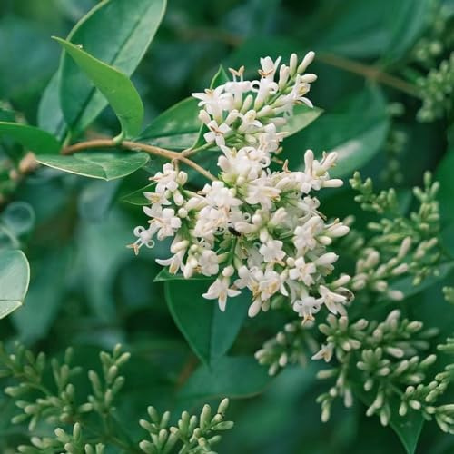 Semi di ligustro d'appartamento esotiche giardino roccioso in vaso vecchie varietà interno resistenti, adatte alla piena esposizione al sole 420pcs
