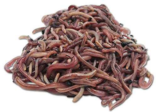 Natursache Kompostwurm-Mix 250 STK./Box + E-Book I Mit 3 Arten lebenden Kompostwürmer I Für eine schnelle & nachhaltige Kompostierung in Schnellkomposter, Thermokomposter und Wurmkomposter etc.