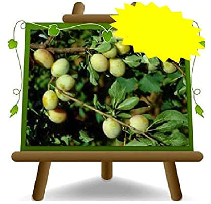 EURO PLANTS VIVAI Gallinaro Ciruela Ciruela Frutas Antiguas Árboles Frutales Altura: 180 ~ 200 cm Edad: 4 años Jarrón: Diámetro 26 cm
