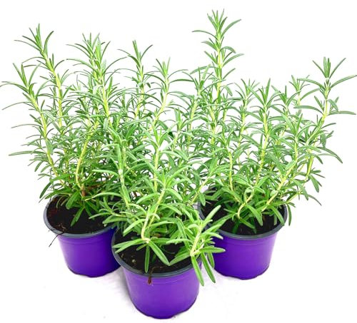 Rosmarin Pflanze Blue-Winter – Winterhart & Aromatisch 3er-Set | florapartner – Frische Kräuter für das ganze Jahr!