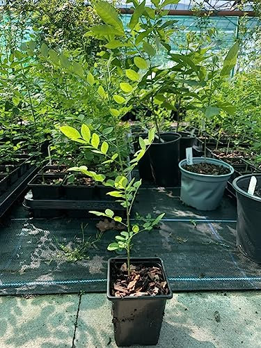 Japanese Pagoda 40/60cm (P9) - Styphnolobium japonicum - Hardy Deciduous