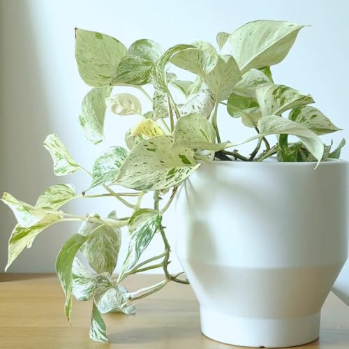 Semi di Pothos - prodotti sostenibili interno verdi d'appartamento facili curare decorative per la decorazione pareti balcone sempreverde, resistente al 250pcs