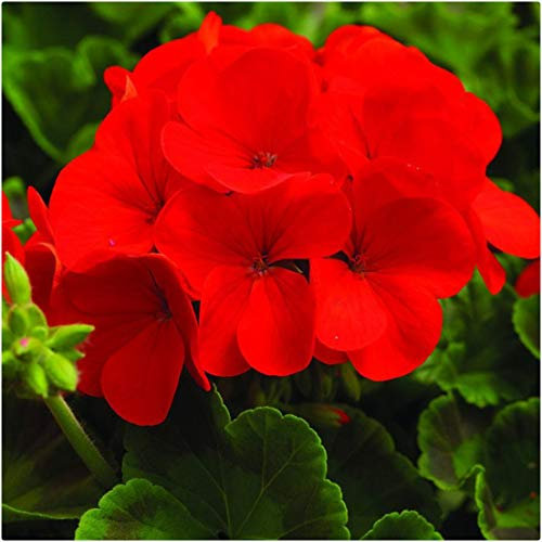 Geranium F1 Horizon Scarlet Pelargonium Mini Plug Plants x 20 for Potting On