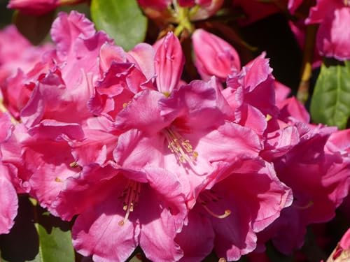 Großblumige Alpenrose Hallelujah - Rhododendron hybride Hallelujah - 30-40cm