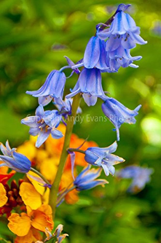 Glockenblumen Foto ein 30,5 x 45,7 cm Fotodruck Bluebell Blumen Hyacinthoides non-scripta Endymion non-scriptus Hochformat Foto Farbe Bild Fine Art Print Fotografie Durch Andy Evans Fotos