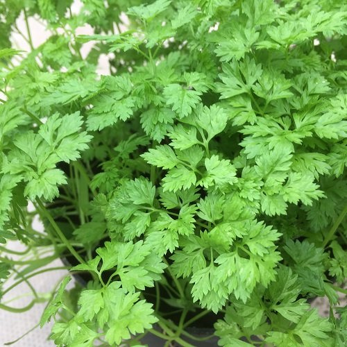 Chervil Seeds,1000 Count COOL BEANS N SPROUTS Brand. Home Gardening.